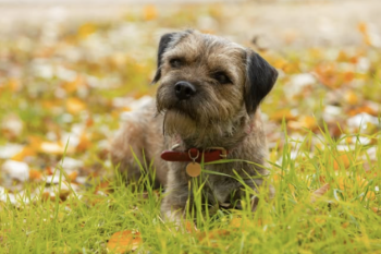 le chien d'Hélène Gateau