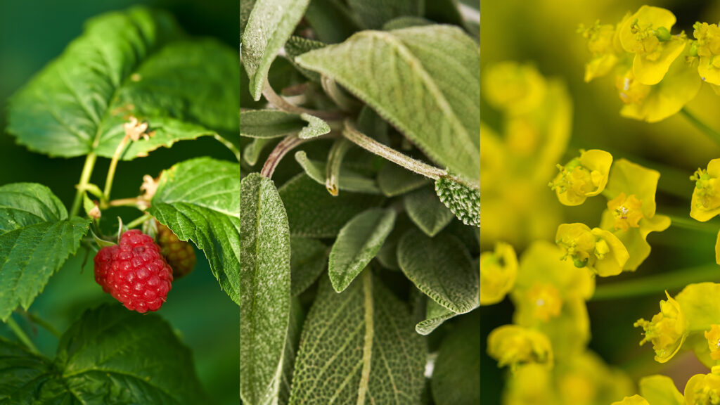 plantes équilibre hormonal
