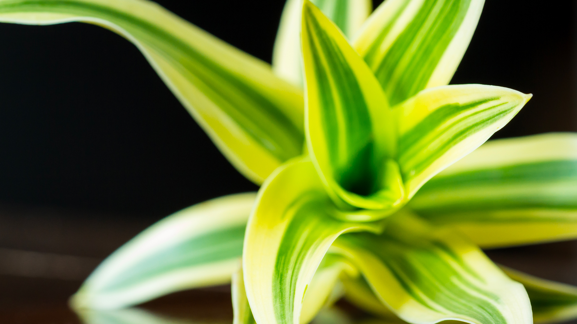 Chlorophytum plante bonne humeur