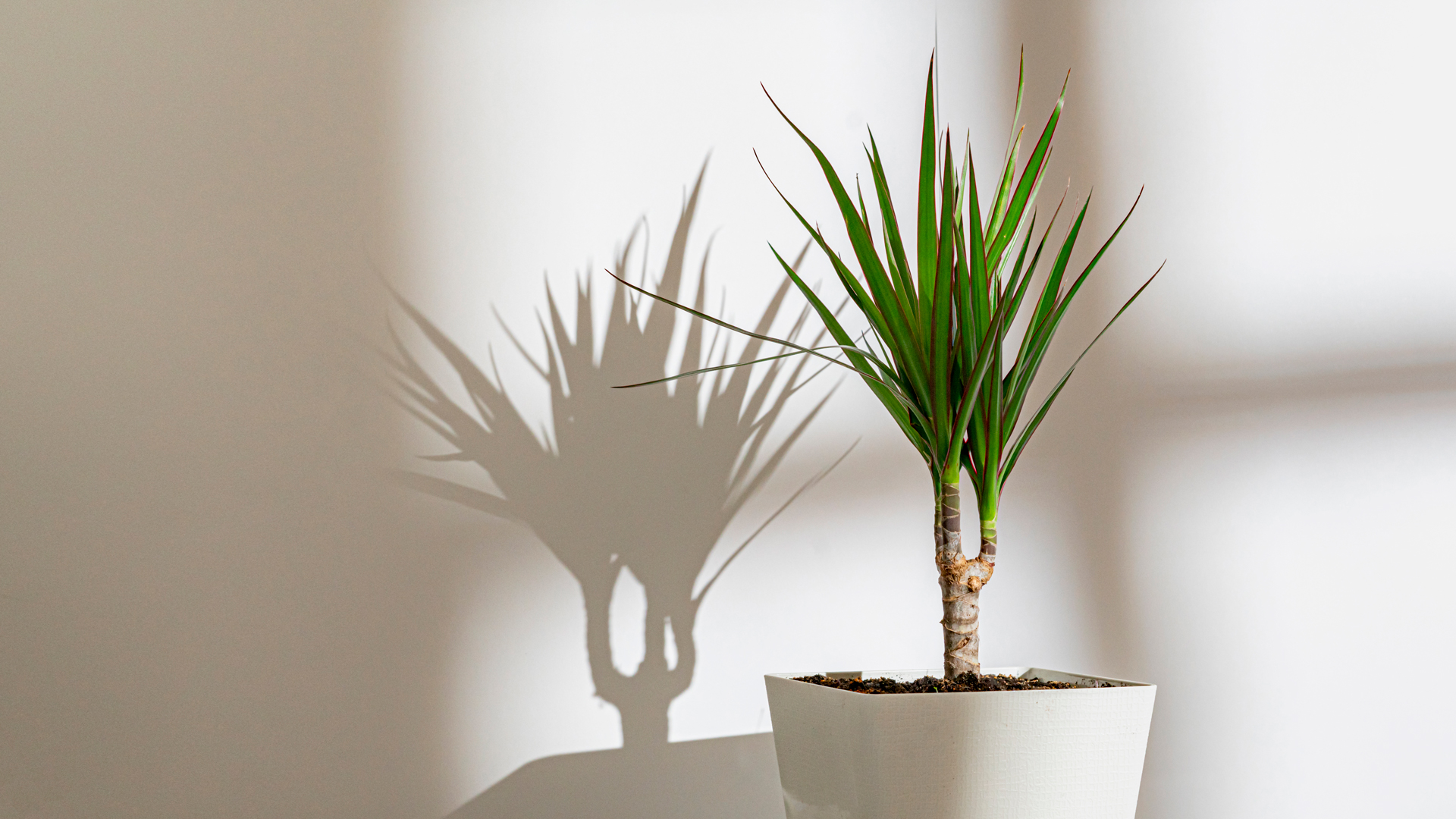 Plantes dépolluantes Dragonnier de Madagascar (Dracaena marginata)