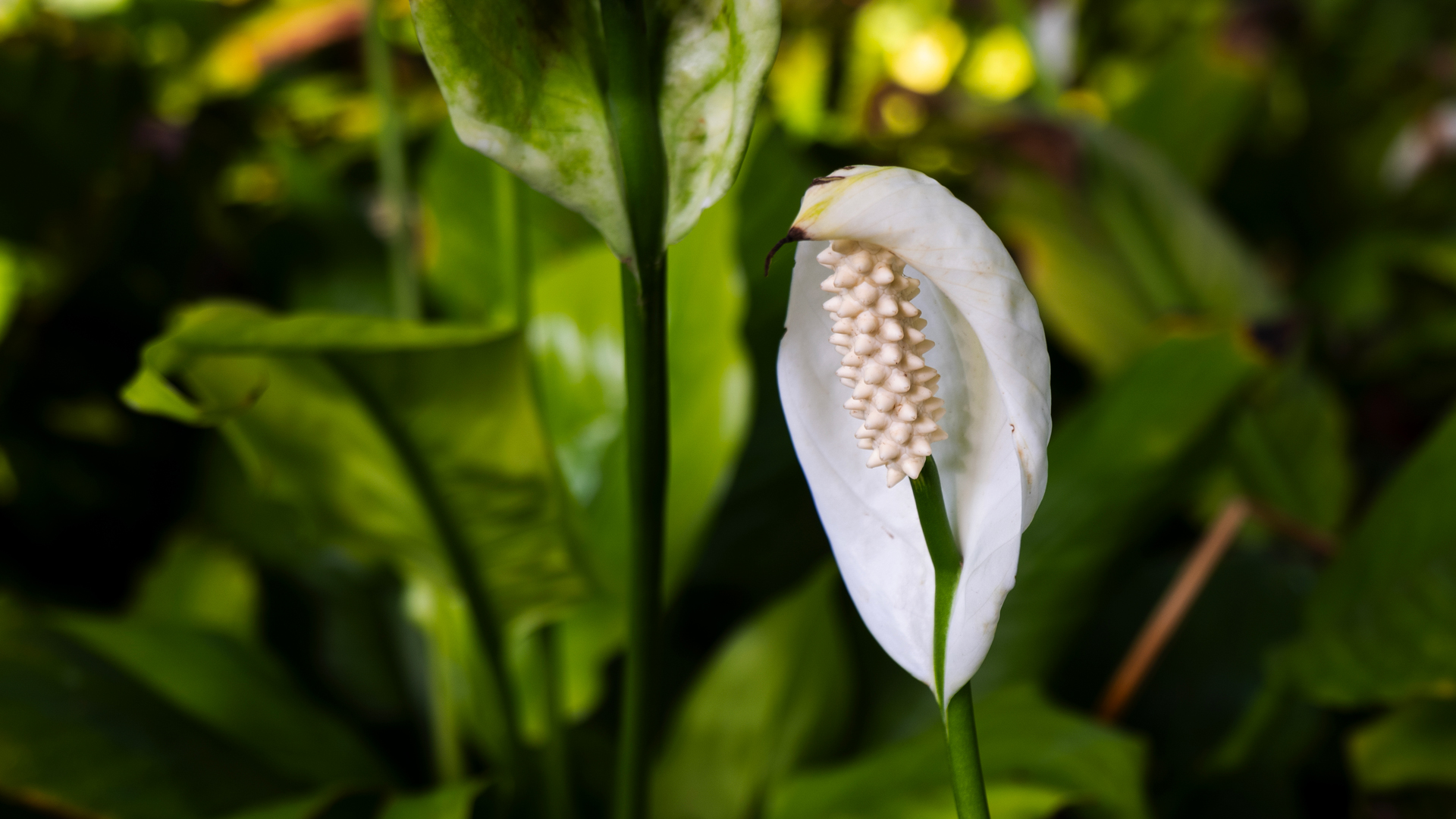 Plantes dépolluantes Fleur de lune (Spathiphyllum)