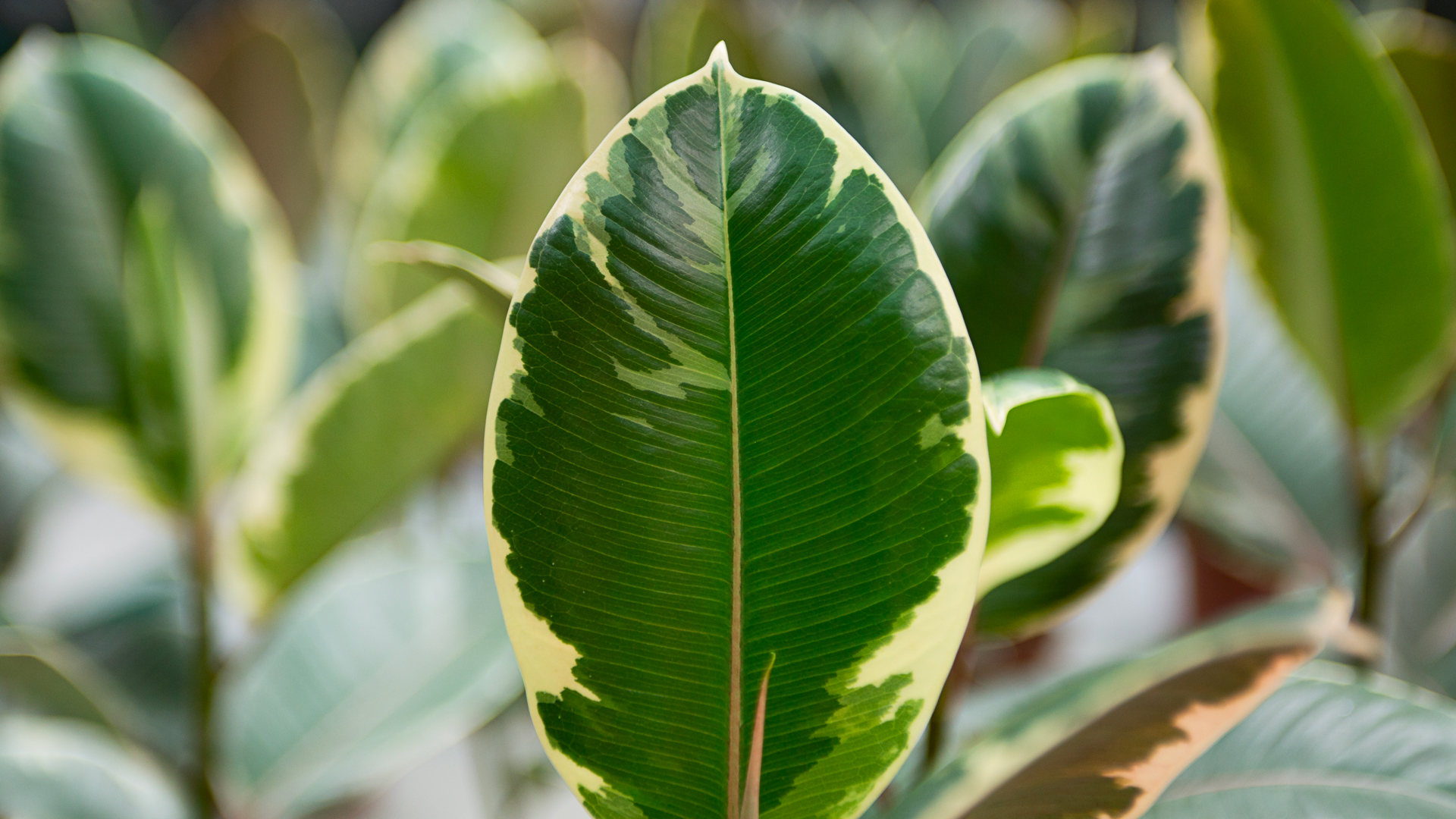 plante ficus elastica