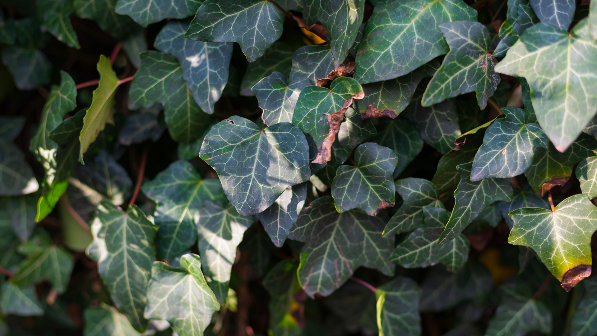 plante purification lierre anglais