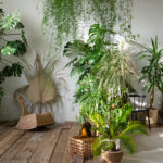 plantes dépolluantes