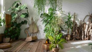 plantes d'intérieur