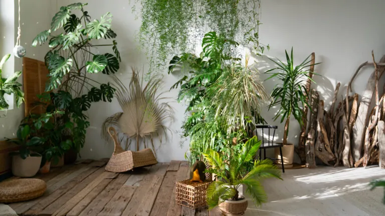 plantes dépolluantes