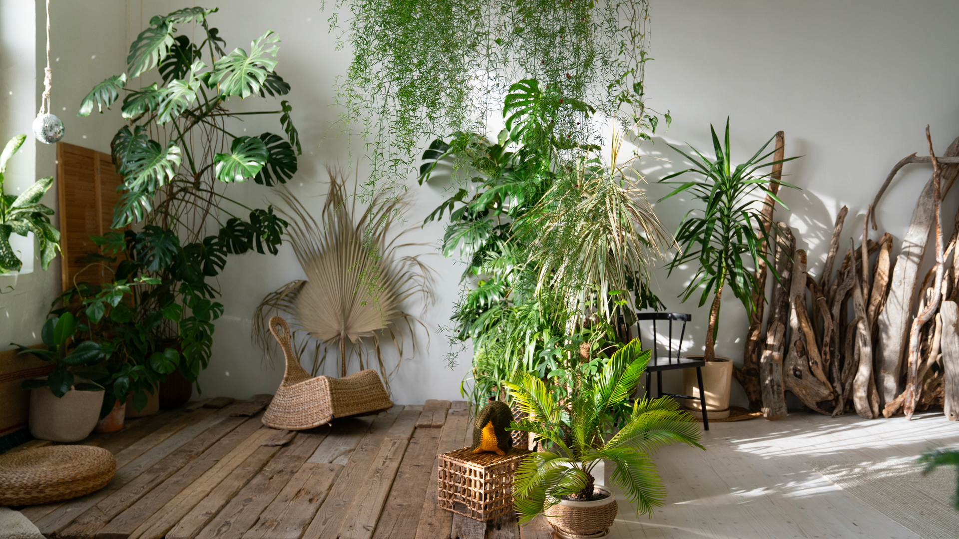 plantes dépolluantes