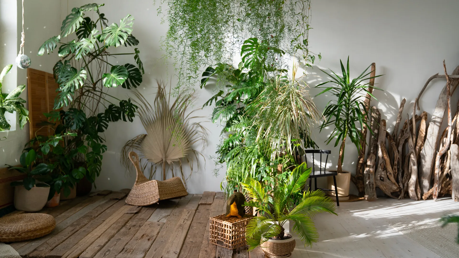 plantes dépolluantes